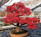 20 Seeds Per Pack - Japanese Red Maple Bonsai Tree