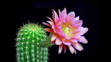 40 Seeds Per Pack -  Echinopsis cacti