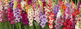 100 Seeds Per Pack - Gladiolus Flower