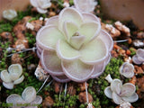 40 Seeds Per Pack - Lithops Pseudotruncatella