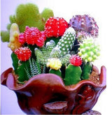 40 Seeds Per Pack -  Echinopsis cacti