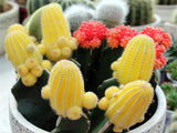 40 Seeds Per Pack -  Echinopsis cacti