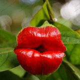 40 Seeds Per pack - Psychotria Elata / "Hooker's Lips"