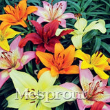100 Seeds Per Pack - 20 Colors Lily Seeds By Mesprout