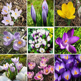 20 Seeds Per Pack - Saffron Crocus Seeds