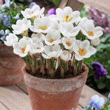 20 Seeds Per Pack - Saffron Crocus Seeds