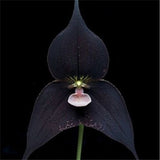 40 Seeds Per Pack - Butterfly Orchid Bonsai Flowers