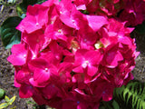 20 Seeds Per Pack Hydrangea Flower Seeds - 5 Colors Available