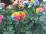 150 Seeds Per Pack - Holland Rainbow Rose