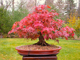 20 Seeds Per Pack - Japanese Red Maple Bonsai Tree