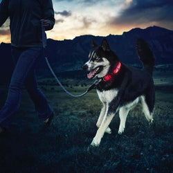 Safety 2x LED Dog Collar + Leash + Tag Ultimate Complete Set