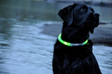 Buy 1 Get 1! - Safety Glowing Dog Collars and Leashes By Pet Lovers Club