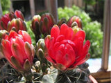 40 Seeds Per Pack -  Echinopsis cacti