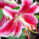 100 Seeds Per Pack - 20 Colors Lily Seeds By Mesprout