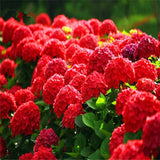 20 Seeds Per Pack Hydrangea Flower Seeds - 5 Colors Available