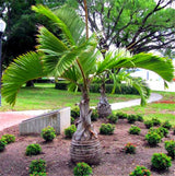 20 Seeds Per Pack - Bottle Palm Tree