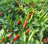 200 Seeds Per Pack - Giant Chili Hot Pepper