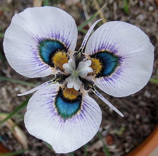 40 Seeds Per Pack - Moraea iridioides Flower