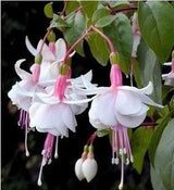 40 Seeds Per Pack - Fuchsia Seed Pods